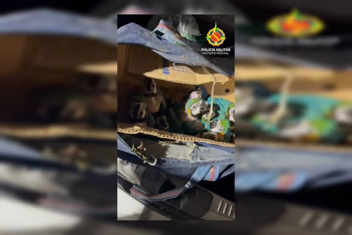 Blitz de rotina flagra dupla com mais de 140 aves silvestres no DF 1 Animais silvestres