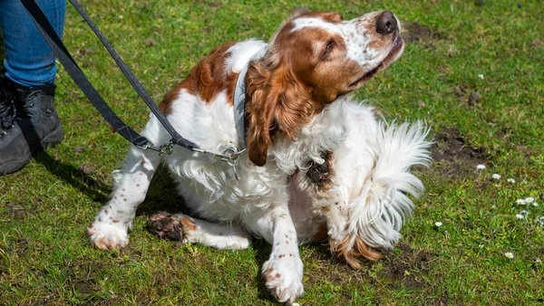 cachorro se coçando