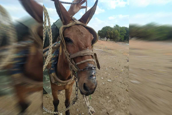 Cena forte: carroceiro é preso por passar corrente em ferida de cavalo