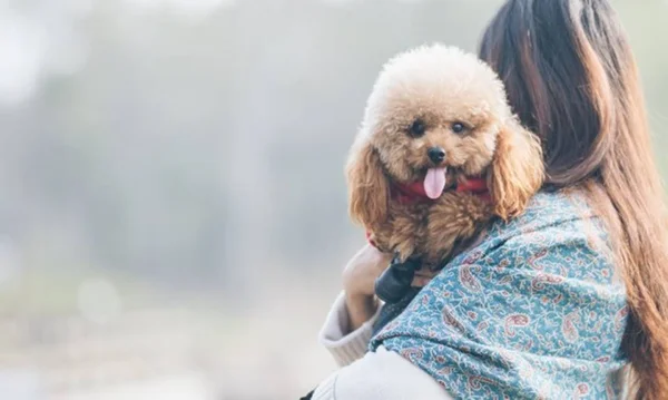 Poodle no colo da tutora
