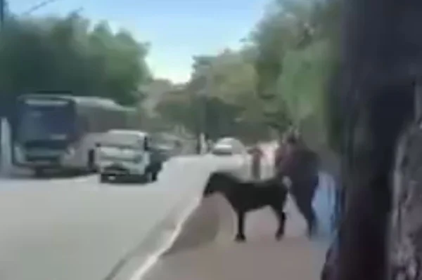 Cavalinho pistola: animal solto morde e dá coice em pedestre; veja