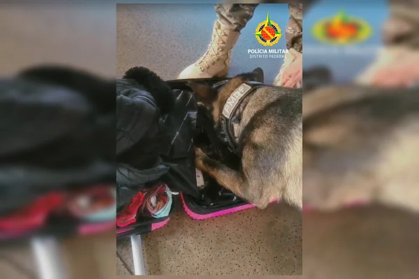 cão farejador encontra drogas na rodoviária