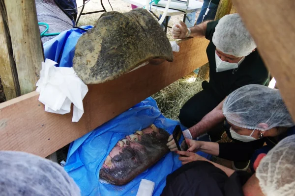 raro hipopótamo canal dente 16 veterinários