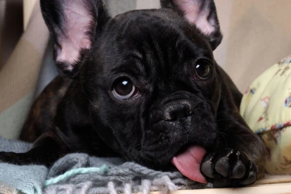 Cachorro buldogue preto lambendo as patas