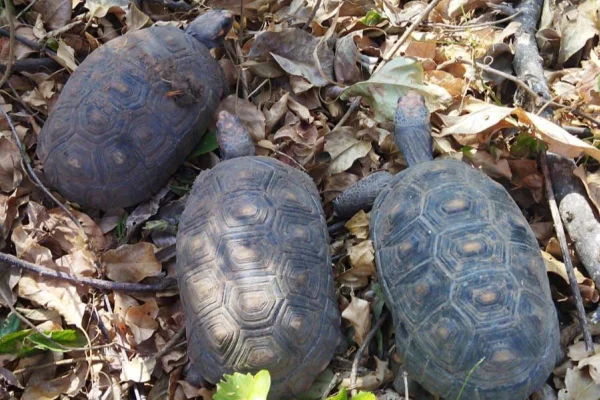 Morador de Lucélia (SP) foi autuado por manter três jabutis em cativeiro - Metrópoles
