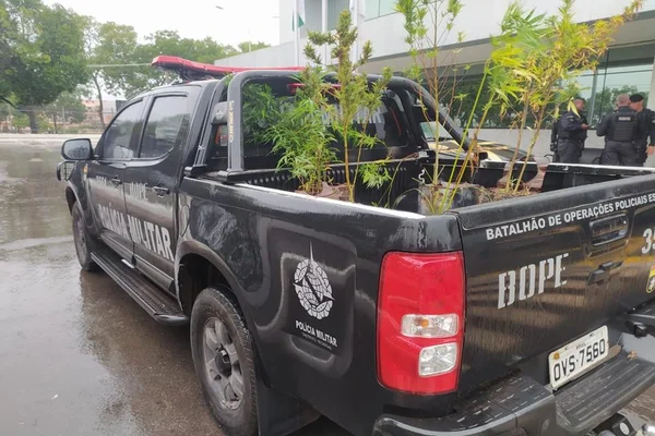 PMDF apreende pés de maconha