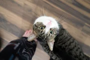 Caso seja um gato de rua, é importante procurar um posto de saúde Caso seja um gato de rua, é importante procurar um posto de saúde