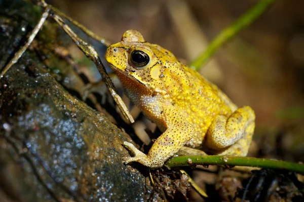 O sapo-dourado (Duttaphrynus melanostictus), também conhecido como sapo-comum-asiático ou sapo-de-espinhos-pretos, sapo-de-óculos-pretos ou sapo-comum-de-sunda e sapo-javanês, é amplamente distribuído no sul da Ásia. Metrópoles