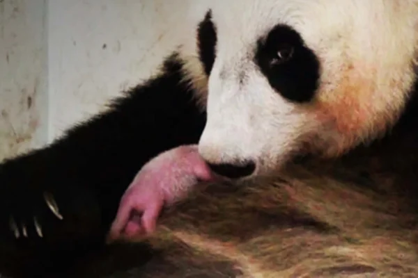 Indonésia divulga imagens do 1º filhote de panda nascido no país; veja