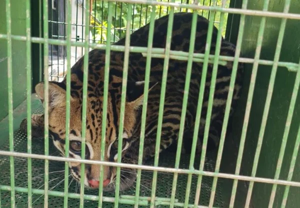 Jaguatirica volta para natureza após seis meses de tratamento em MT