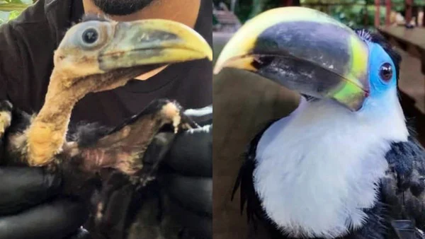 Montagem com fotos de tucano filhote resgatado