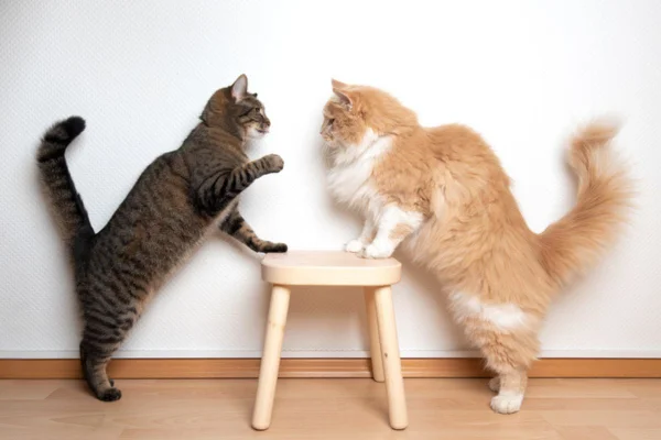Imagem colorida de dois gatos brincando em cima de banquinho