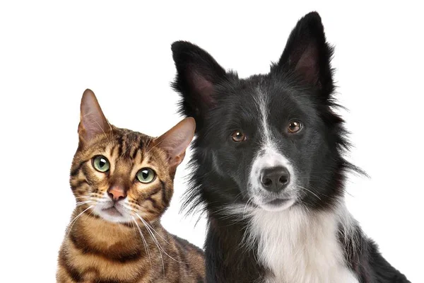 Mitos e verdades sobre adoção de cães e gatos
