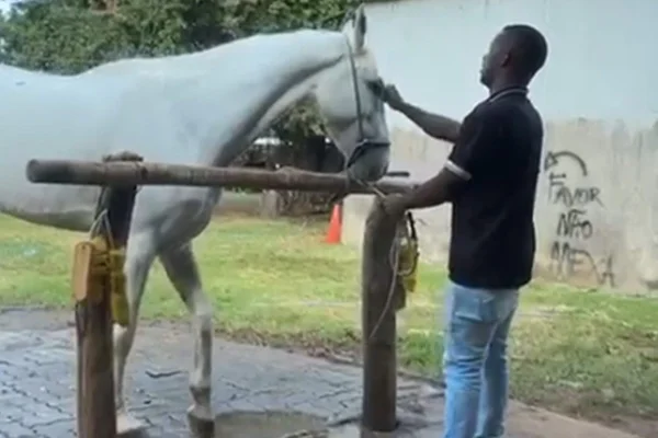Foto colorida de homem batendo em cavalo branco