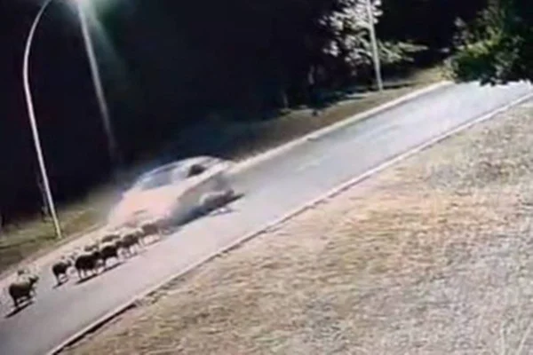 Motorista que matou 12 capivaras no Lago Sul já foi identificado
