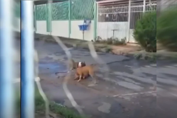 Vídeo chocante: cães matam vira-lata e partem para cima de PMs no DF