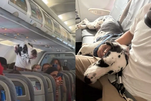 foto colorida dogue alemão em voo