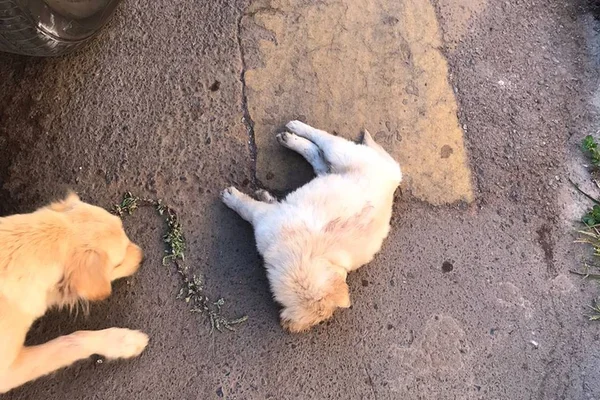 homem bate em irmã e deixa filhote de cão agonizando após chute