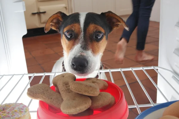 Petisco para cachorro