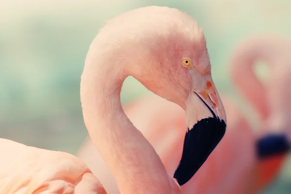 Oito animais cor-de-rosa e fofinhos para melhorar seu dia