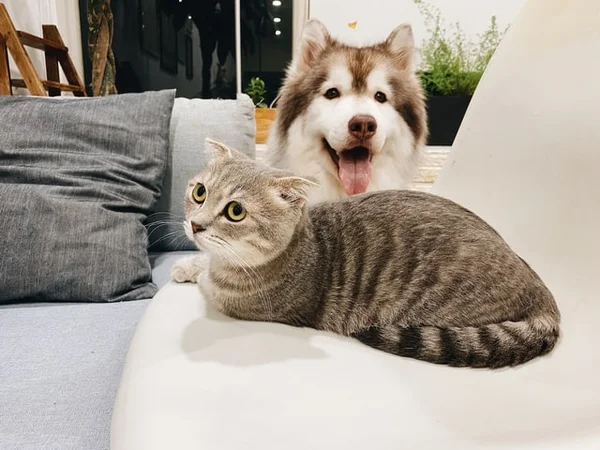 cachorro e gato pets é o bicho