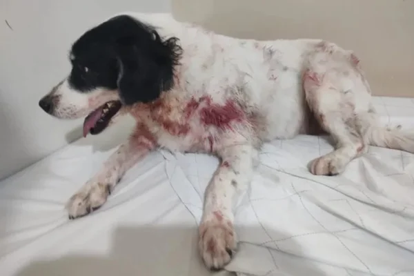 Foto colorida de cão que foi atacado por pitbull - Metrópoles