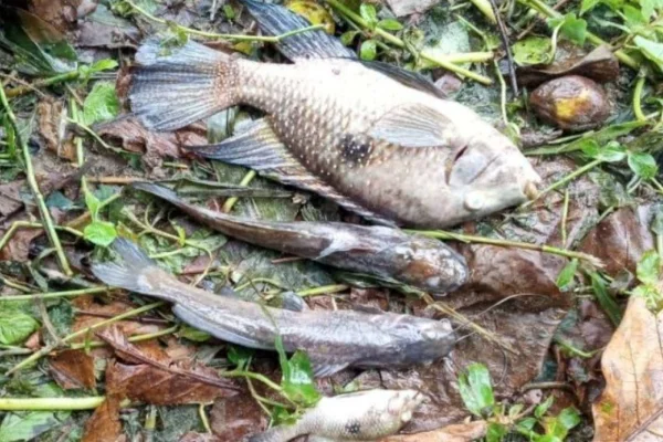 Sabesp é multada em R$ 100 mil por contaminação do Rio Maresias - Metrópoles