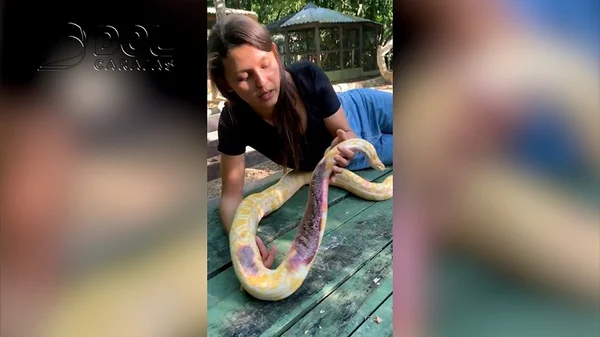 Vídeo: píton é deixada com bilhete e litro de cachaça em zoológico