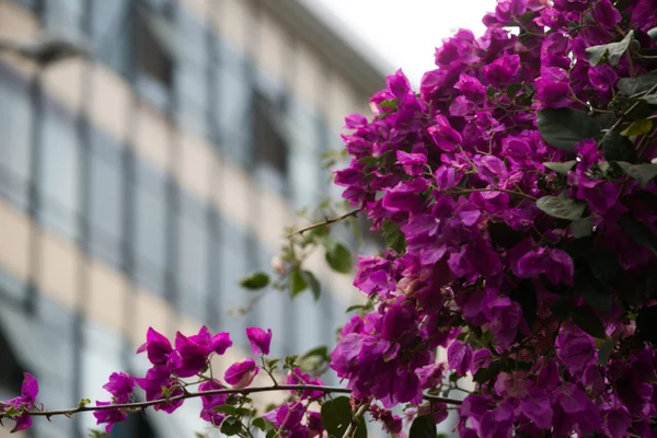 Primavera e suas flores brasília