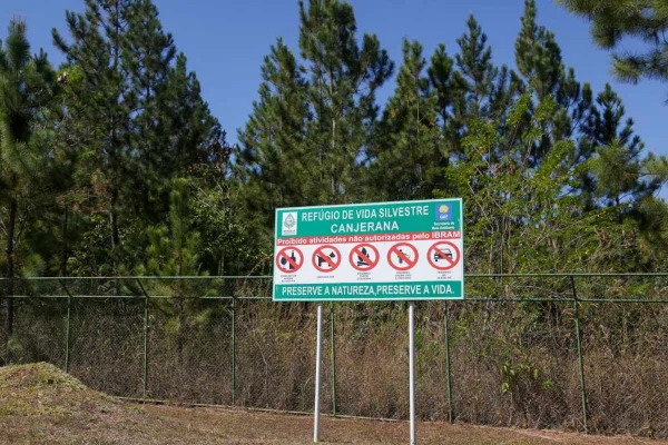 Árvores “predadoras” ameaçam área de proteção ambiental no DF
