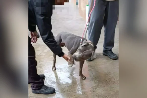 Imagem colorida mostra pitbull que atacou criança em supermercado de santos - Metrópoles