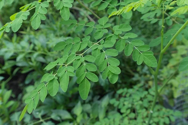 Anvisa proíbe fabricação e venda de produtos com moringa oleifera