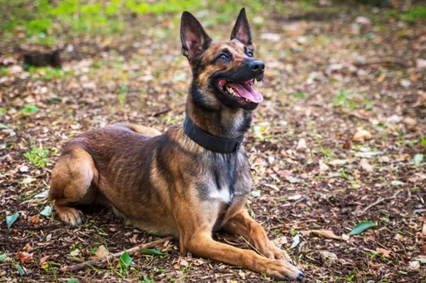 Conheça 19 raças de cachorros esportivos