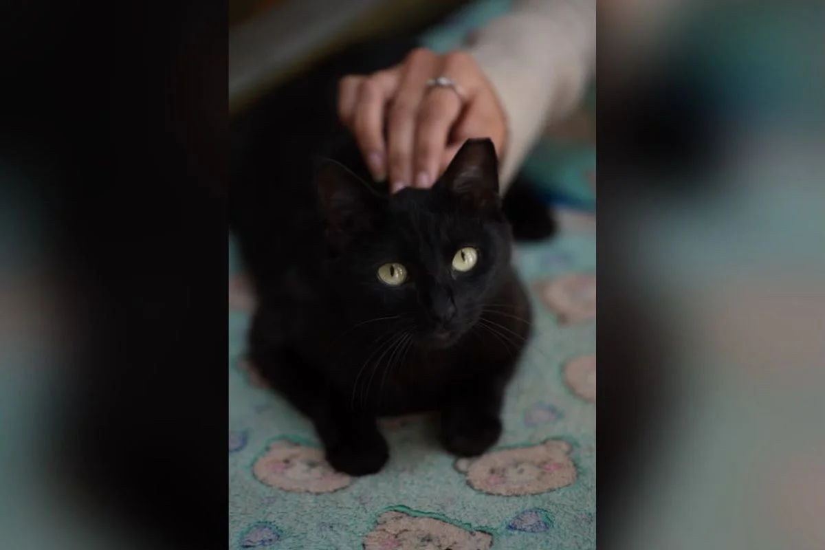 “Impostor Alemão” e mais: Prefeitura de SP terá feira de adoção de animais - imagem 8 “Impostor Alemão” e mais: Prefeitura de SP terá feira de adoção de animais - imagem 8