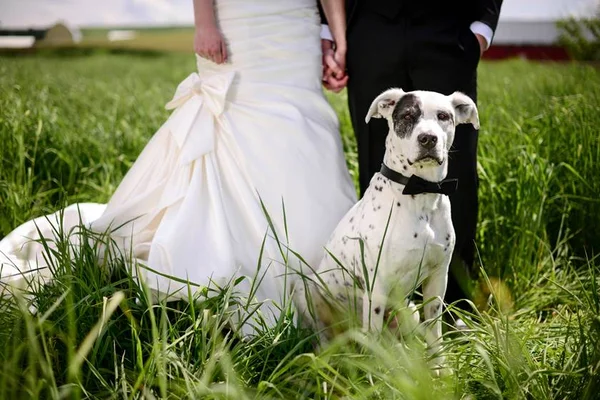 Vai casar? Dicas para incluir o seu animal de estimação na cerimônia