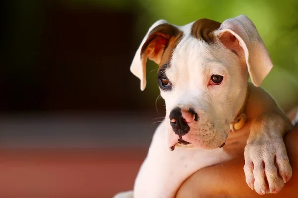 4 erros que não se deve cometer com seu novo filhote de cachorro