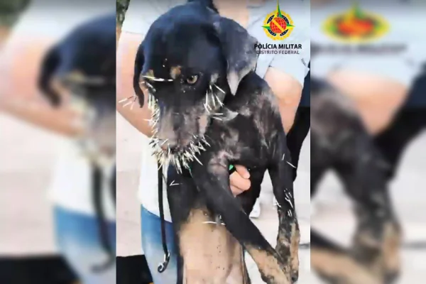 Que dó! Porco silvestre busca abrigo e deixa cachorro cheio de espinho