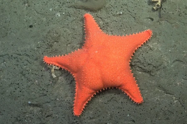 Imagem colorida mostra estrela do mar - Metrópoles