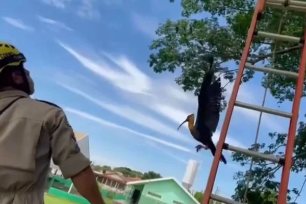passaro preso linha pipa goias