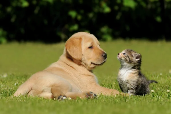 Cachorro e gato