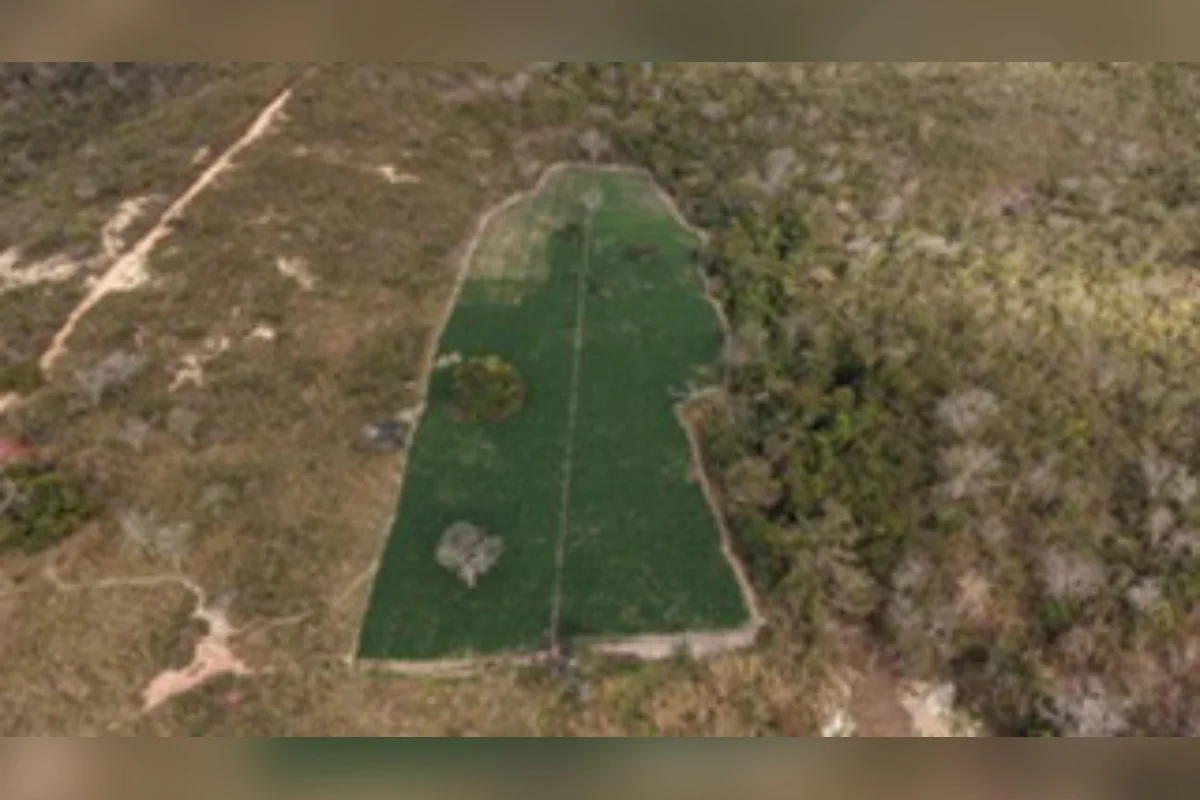 Esta é a quinta fazenda com plantio de maconha localizado pelas forças de segurança durante as investigações Esta é a quinta fazenda com plantio de maconha localizado pelas forças de segurança durante as investigações