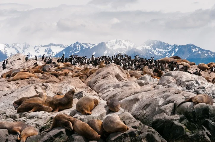 O Parque Nacional Tierra del Fuego é ideal para fazer trilhas e apreciar paisagens, admirar lagos cristalinos e cenários de tirar o fôlego O Parque Nacional Tierra del Fuego é ideal para fazer trilhas e apreciar paisagens, admirar lagos cristalinos e cenários de tirar o fôlego
