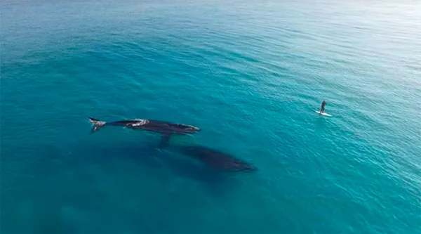 Drone grava baleias acompanhando homem em stand up paddle na Austrália