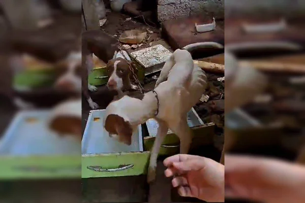 Foto colorida de cachorro magro acorrentado