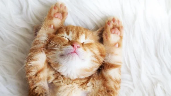 Filhote de gato