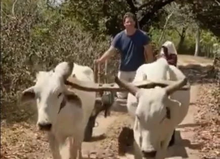 salles e os bois