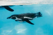 Forma hidrodinâmica do corpo de pinguins inspirou criadores do dirigível Zeppelin a aplicarem a mesma geometria para criar uma estrutura aerodinâmica capaz de cortar o ar com máxima eficiência e estabilidade Forma hidrodinâmica do corpo de pinguins inspirou criadores do dirigível Zeppelin a aplicarem a mesma geometria para criar uma estrutura aerodinâmica capaz de cortar o ar com máxima eficiência e estabilidade