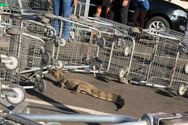 Jacaré aparece em supermercado e é contido por “jaula” de carrinhos
