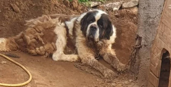 Cadela é resgatada após viver oito anos acorrentada em Portugal