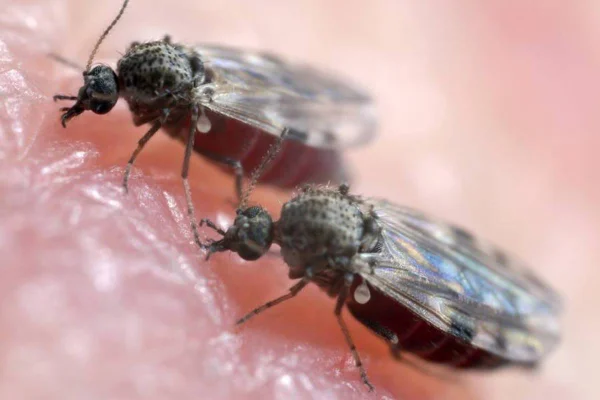 Imagem colorida do mosquito-pólvora, causador da febre oropouche - Metrópoles